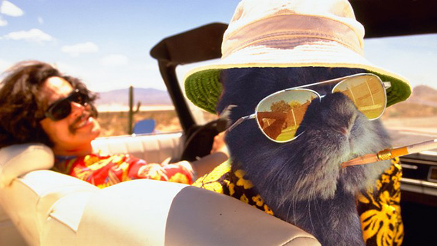rabbit-wears-sunglasses-photoshop-battle-original
