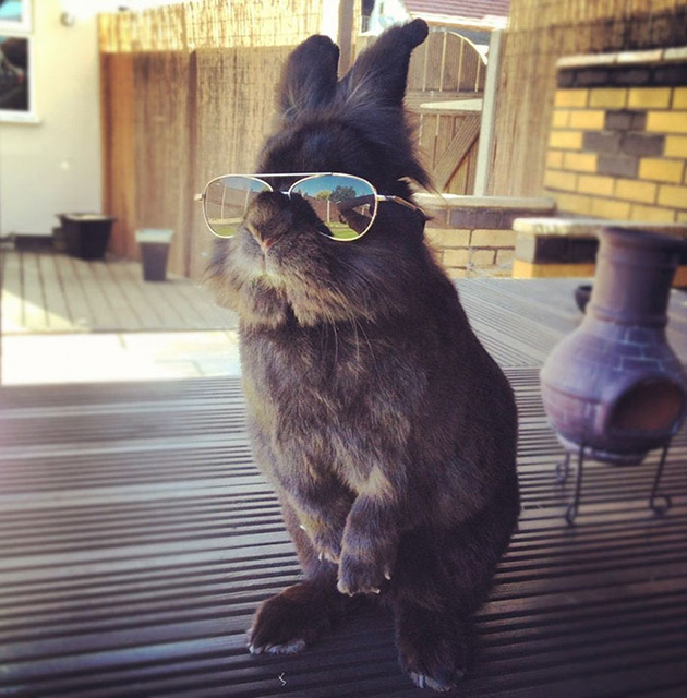 rabbit-wears-sunglasses-photoshop-battle-original