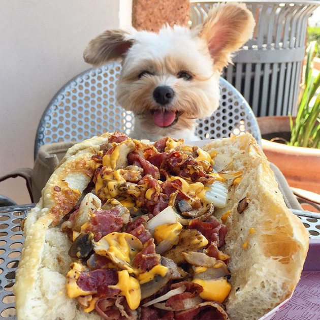 popeye-the-foodie-dog