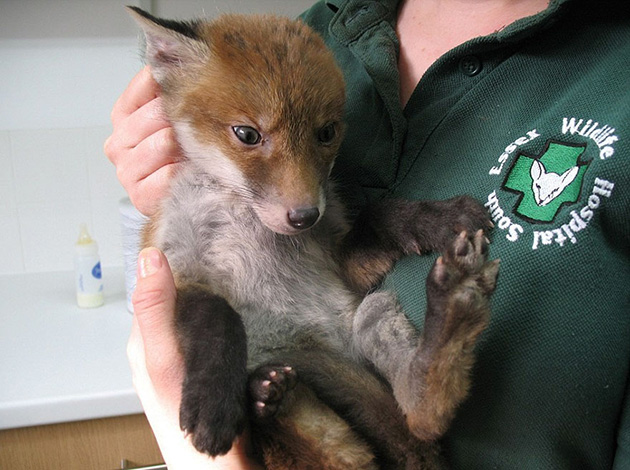 rescued-fox-muddsey-3