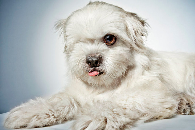 Portraits of Once-Neglected Dogs