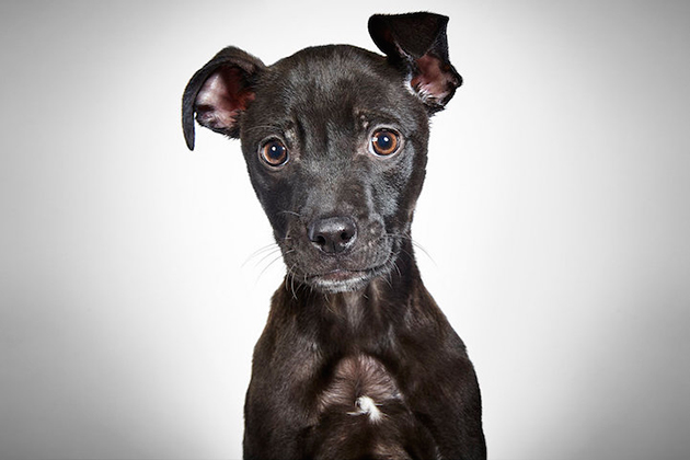Portraits of Once-Neglected Dogs