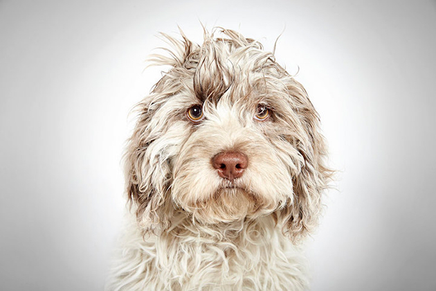 Portraits of Once-Neglected Dogs