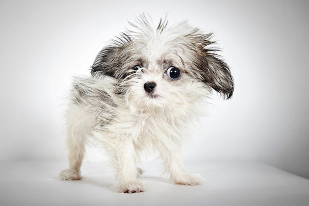 Portraits of Once-Neglected Dogs