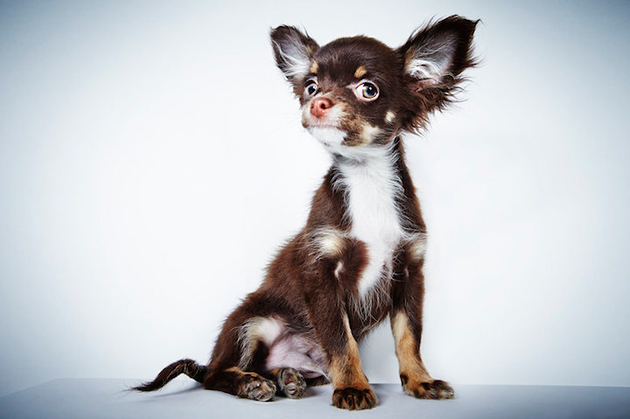 Portraits of Once-Neglected Dogs