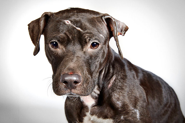 Portraits of Once-Neglected Dogs