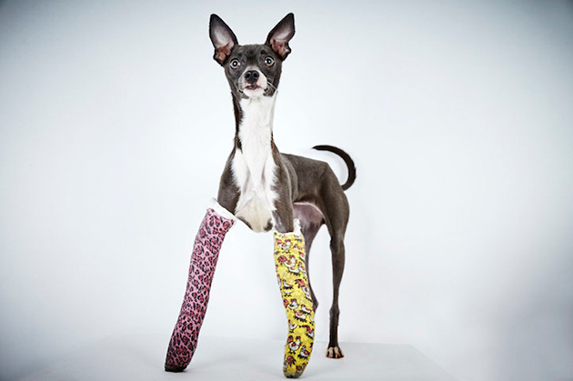 Portraits of Once-Neglected Dogs