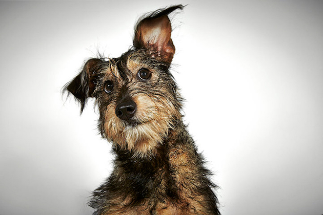 Portraits of Once-Neglected Dogs