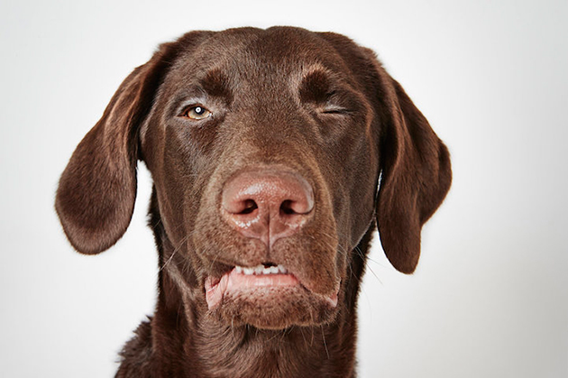 Portraits of Once-Neglected Dogs