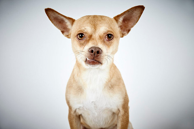 Portraits of Once-Neglected Dogs
