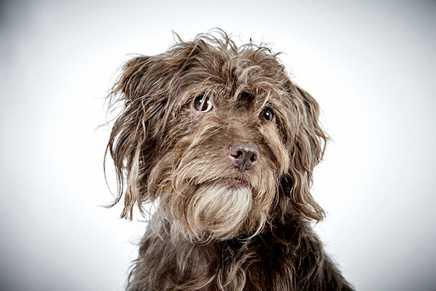 Portraits of Once-Neglected Dogs