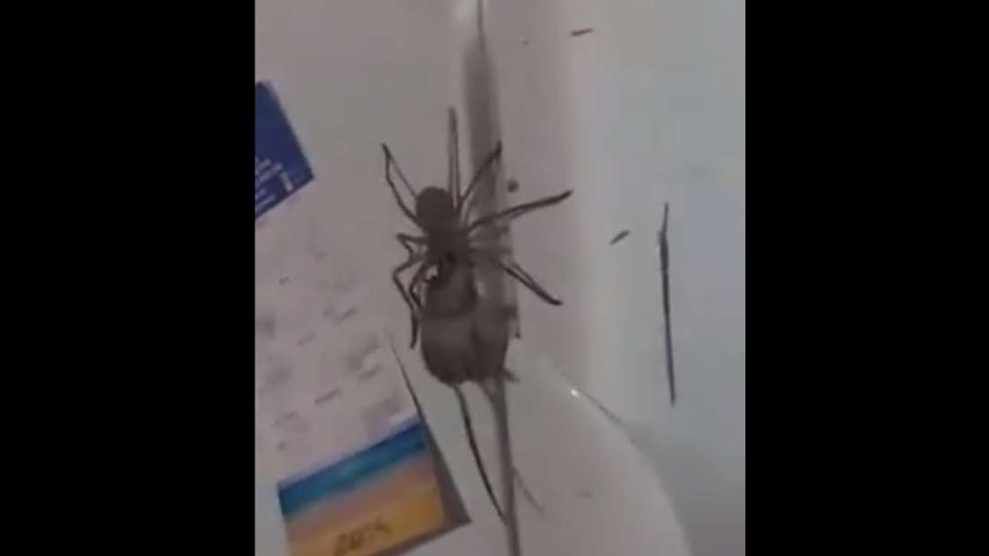 spider-carries-a-mouse