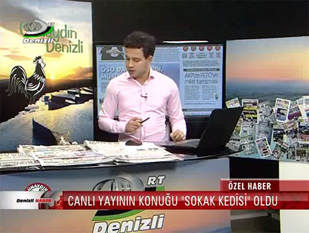 stray-cat-live-tv-news-turkey