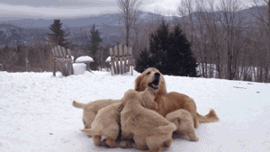 swimming-with-golden-retrievers