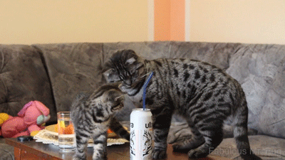 watching-this-adorable-kitten-play-with-a-straw-will-make-you