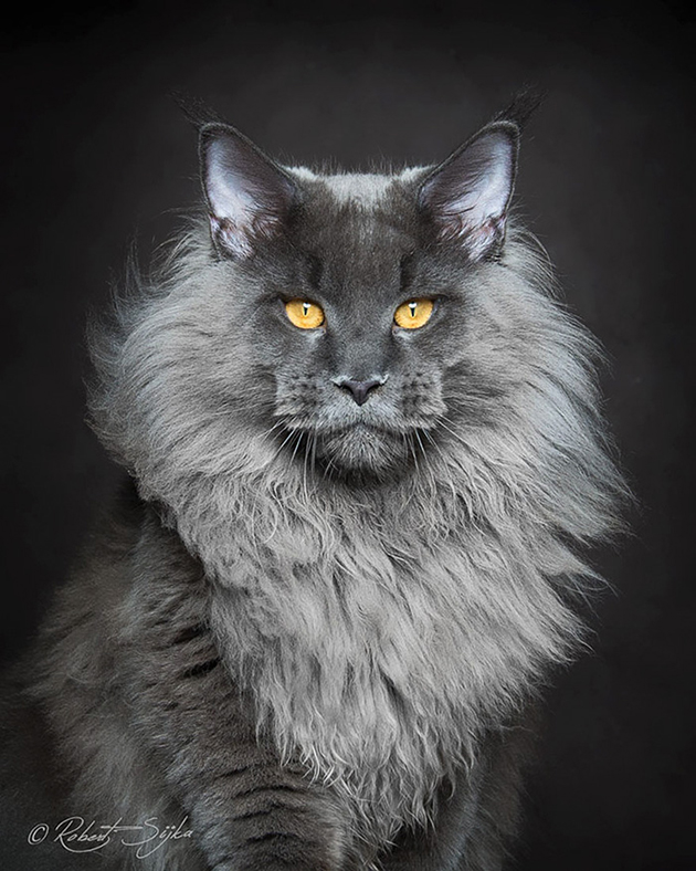 most beautiful cats
