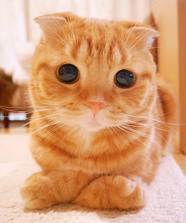 most beautiful cats