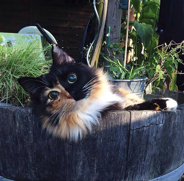 most beautiful cats