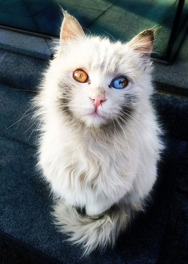 most beautiful cats