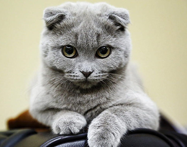 Scottish Fold