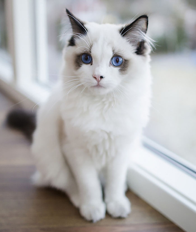 ocean blue eyes