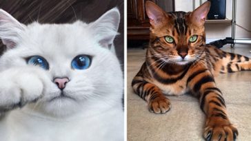 most-beautiful-cats
