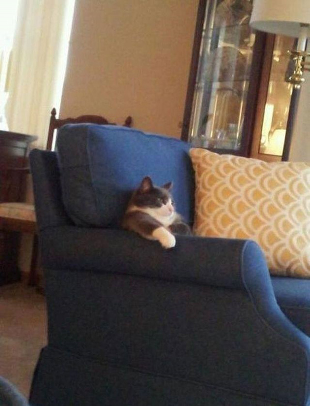 11cats