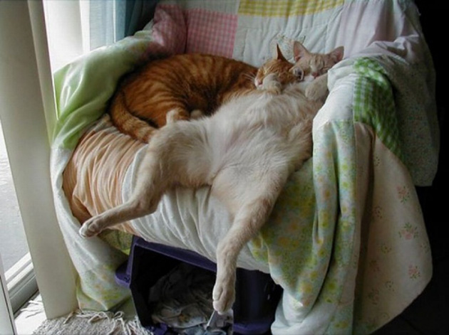 12cats