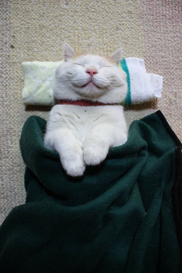 13cats