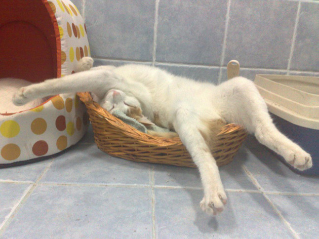 14cats