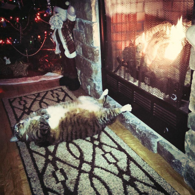 15cats