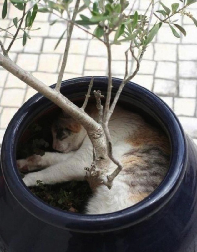 16cats