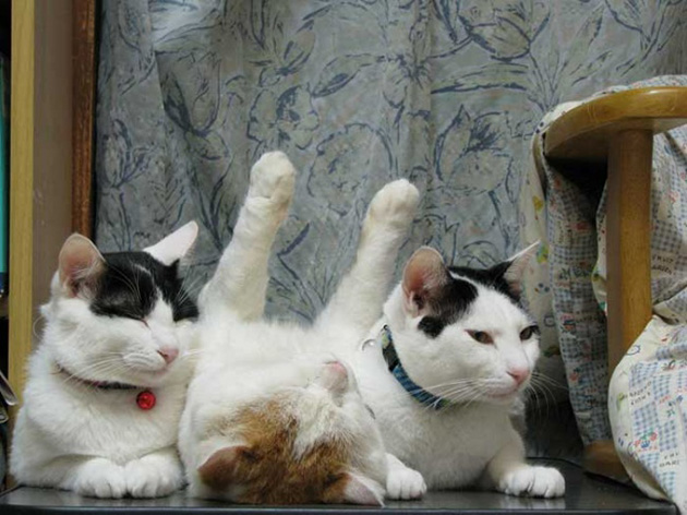 18cats