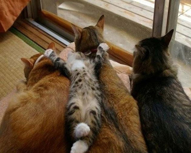 19cats