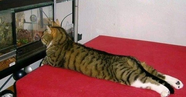 1cats