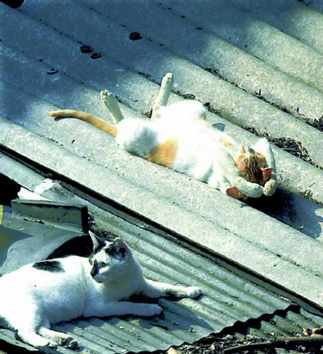20cats