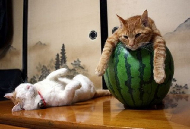 2cats