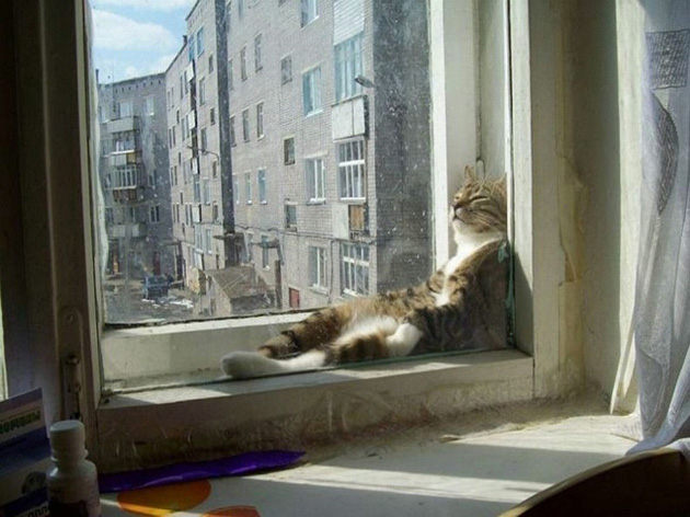 3cats
