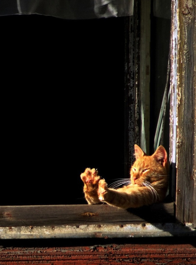 5cats