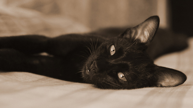 Free Adoption for All Black Cats on Black Friday