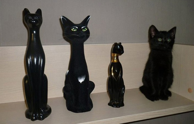 animals camouflage masters of disguise