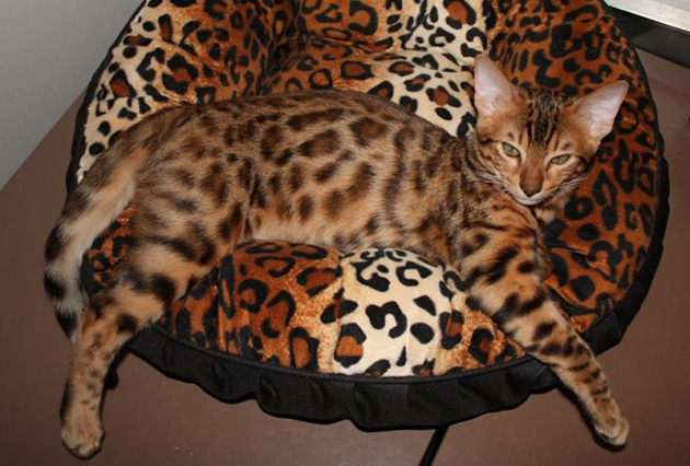animals camouflage masters of disguise