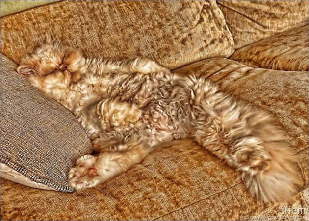 animals camouflage masters of disguise