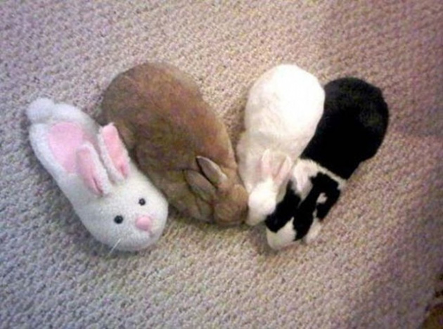 animals camouflage masters of disguise