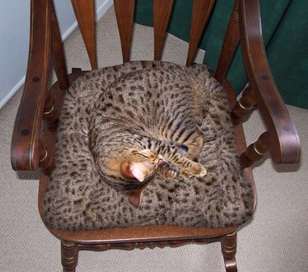 animals camouflage masters of disguise