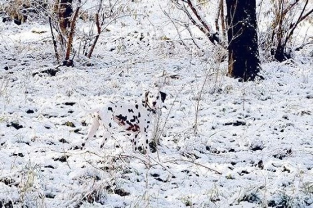 animals camouflage masters of disguise