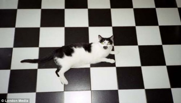 animals camouflage masters of disguise