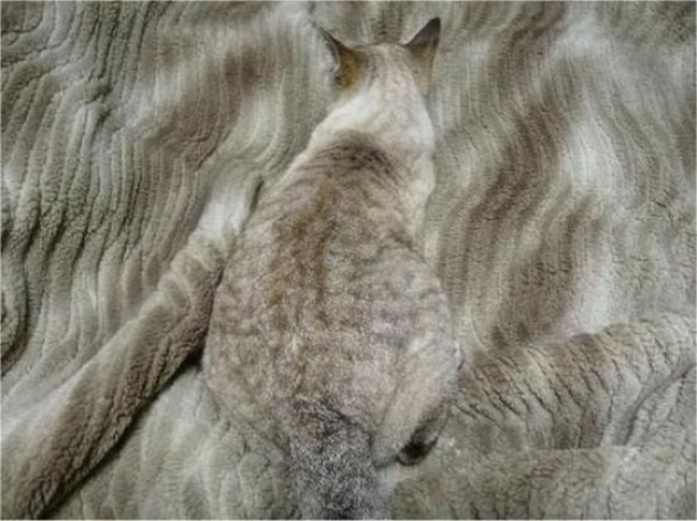 animals camouflage masters of disguise