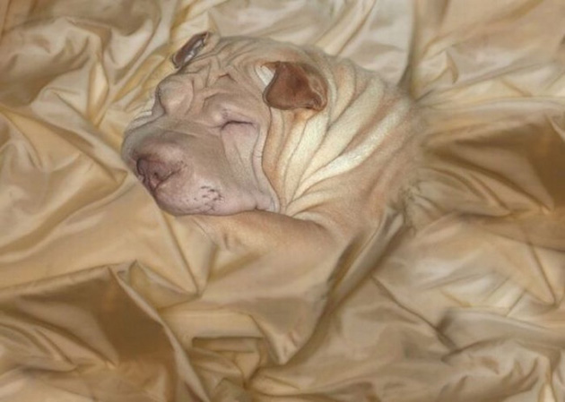 animals camouflage masters of disguise
