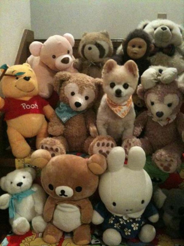 animals camouflage masters of disguise